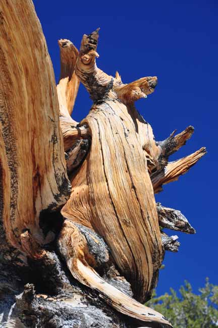 bristlecone